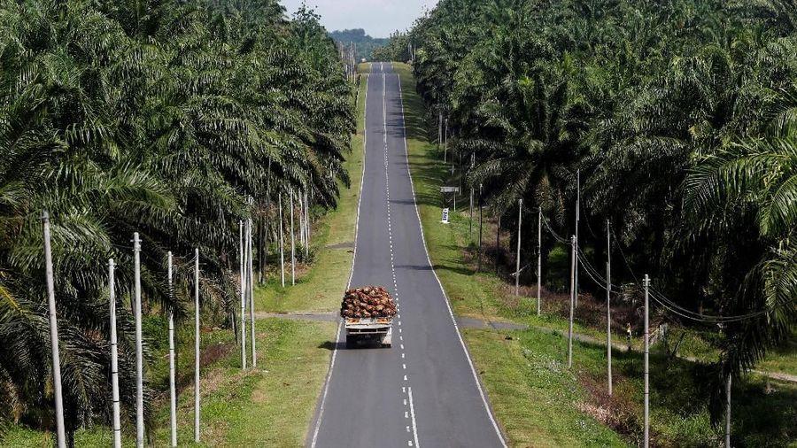 Indonesia Kena Tarif Impor 32% dari Trump, Bagaimana Nasib Sawit RI?